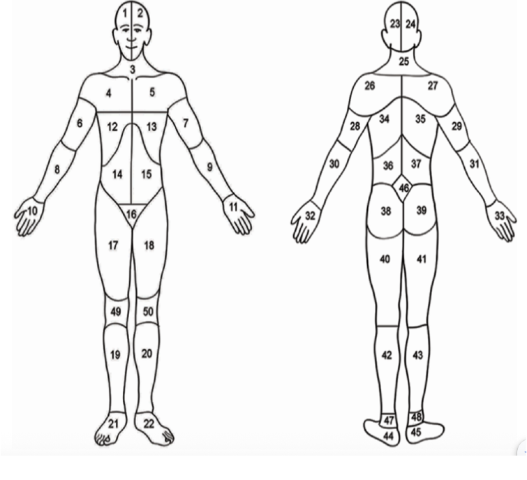 Numbered front and back body map